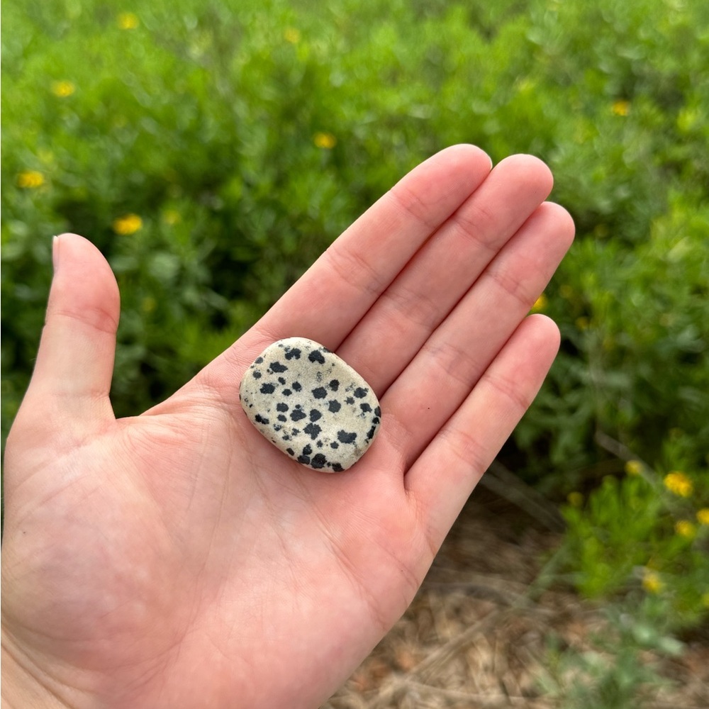 Dalmatian‎ Jasper